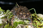 Martin's Toadlet (Uperoleia martini) Copyright Amphibian Research Centre.