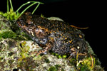 Martin's Toadlet (Uperoleia martini) Copyright Amphibian Research Centre.