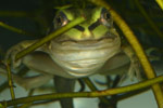 Striped Marsh Frog (Limnodynastes peroni) Copyright Amphibian Research Centre.