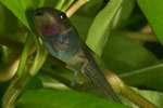 Southern Brown Tree Frog (Litoria ewingi) Copyright Amphibian Research Centre.