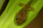 Dainty Tree Frog (Litoria gracilenta) Copyright Amphibian Research Centre.