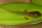 Dainty Tree Frog (Litoria gracilenta) Copyright Amphibian Research Centre.