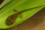 Dainty Tree Frog (Litoria gracilenta) Copyright Amphibian Research Centre.