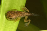 Dainty Tree Frog (Litoria gracilenta) Copyright Amphibian Research Centre.