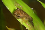 Dainty Tree Frog (Litoria gracilenta) Copyright Amphibian Research Centre.