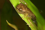 Dainty Tree Frog (Litoria gracilenta) Copyright Amphibian Research Centre.