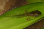 Dainty Tree Frog (Litoria gracilenta) Copyright Amphibian Research Centre.