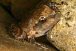 Lesueur's Tree Frog (Litoria lesueuri) Copyright Amphibian Research Centre.
