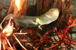 Verreaux's Tree Frog (Litoria verreauxi) Copyright Amphibian Research Centre.