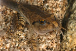 Great Barred Frog (Mixophyes fasciolatus) Copyright Amphibian Research Centre.