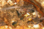 Baw Baw Frog (Philoria frosti) Copyright Amphibian Research Centre.