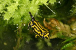 Southern Corroboree Frog (Pseudophryne corroboree) Copyright Amphibian Research Centre.