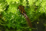 Southern Corroboree Frog (Pseudophryne corroboree) Copyright Amphibian Research Centre.