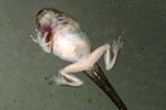 Green Tree Frog tadpole showing right arm still under the skin, about to emerge. Copyright Amphibian Research Centre.