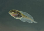 Southern Brown Tree Frog (Litoria ewingi) Copyright Amphibian Research Centre.