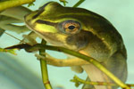 Growling Grass Frog (Litoria raniformis) Copyright Amphibian Research Centre.
