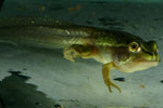 Growling Grass Frog (Litoria raniformis) Copyright Amphibian Research Centre.