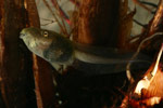 Verreaux's Tree Frog (Litoria verreauxi) Copyright Amphibian Research Centre.