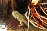 Verreaux's Tree Frog (Litoria verreauxi) Copyright Amphibian Research Centre.