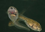 Common Spadefoot Toad (Neobatrachus sudelli) Copyright Amphibian Research Centre.