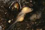 Baw Baw Frog (Philoria frosti) Copyright Amphibian Research Centre.
