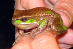 Davies' Tree Frog (Litoria daviesae) Copyright Adrian Mong. Photograph by Adrian Mong.