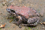 Streambank Froglet (Crinia riparia) Copyright Greg Mathews. Photograph by Greg Mathews.