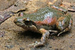 Streambank Froglet (Crinia riparia) Copyright Greg Mathews. Photograph by Greg Mathews.