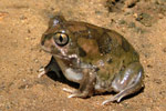 Desert Trilling Frog (Neobatrachus centralis) Copyright Greg Mathews. Photograph by Greg Mathews.