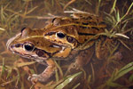 Striped Burrowing Frogs (Cyclorana alboguttata) in amplexus. Photographed at Gurley, NSW. Copyright Evan Pickett. Photograph by Evan Pickett.