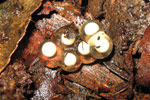 Pouched Frog (Assa darlingtoni) eggs laid on forest floor. Copyright Evan Pickett. Photograph by Evan Pickett.