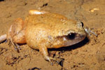 Fry's Frog (Austrochaperina fryi) Copyright Evan Pickett. Photograph by Evan Pickett.