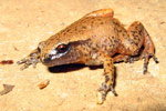 Rain Frog (Austrochaperina pluvialis) Copyright Evan Pickett. Photograph by Evan Pickett.