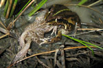 A Spotted Marsh Frog (Limnodynastes tasmaniensis) being eaten by a Striped Burrowing Frog (Cyclorana alboguttata). Copyright Evan Pickett. Photograph by Evan Pickett.