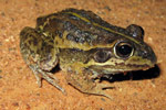 Striped Burrowing Frog (Cyclorana alboguttata) from Narrabri. Copyright Evan Pickett. Photograph by Evan Pickett.