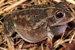 Rough Frog (Cyclorana verrucosa) from Narrabri. Copyright Evan Pickett. Photograph by Evan Pickett.
