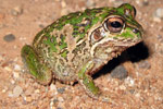 Rough Frog (Cyclorana verrucosa) from Narrabri. Copyright Evan Pickett. Photograph by Evan Pickett.
