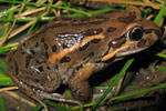 Salmon-striped Frog (Limnodynastes salmini) from Narrabri. Copyright Evan Pickett. Photograph by Evan Pickett.