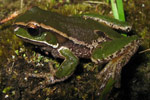 Davies' Tree Frog (Litoria daviesae) from Gloucester Tops. Copyright Evan Pickett. Photograph by Evan Pickett.