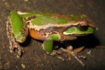 Davies' Tree Frog (Litoria daviesae) Copyright Evan Pickett. Photograph by Evan Pickett.