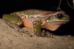 Davies' Tree Frog (Litoria daviesae) from Gloucester Tops. Copyright Evan Pickett. Photograph by Evan Pickett.