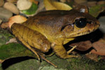 Southern Barred Frog (Mixophyes balbus) Copyright Evan Pickett. Photograph by Evan Pickett.