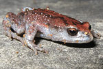 Red-backed Toadlet (Pseudophryne major) Copyright Evan Pickett. Photograph by Evan Pickett.