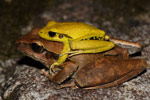 Litoria jungguy Copyright Nathan Litjens. Photograph by Nathan Litjens.