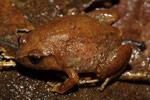 Robust Frog (Austrochaperina robusta) Copyright Nathan Litjens. Photograph by Nathan Litjens.