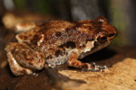 Creaking Nursery Frog (Cophixalus infacetus) Copyright Nathan Litjens. Photograph by Nathan Litjens.