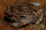 Ornate Nursery Frog (Cophixalus ornatus) Copyright Nathan Litjens. Photograph by Nathan Litjens.