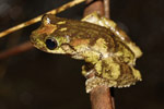 New Guinea Tree Frog (Litoria genimaculata) Copyright Nathan Litjens. Photograph by Nathan Litjens.
