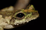 New Guinea Tree Frog (Litoria genimaculata) Copyright Nathan Litjens. Photograph by Nathan Litjens.