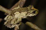 New Guinea Tree Frog (Litoria genimaculata) Copyright Nathan Litjens. Photograph by Nathan Litjens.